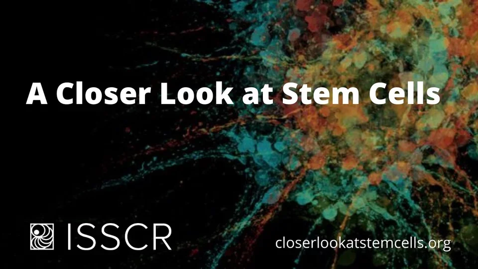 A closer look at stem cells