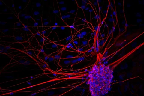 Stem Cell photo in purple, red, and blue