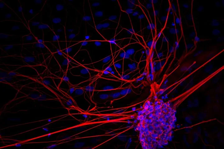 Stem Cell photo in purple, red, and blue