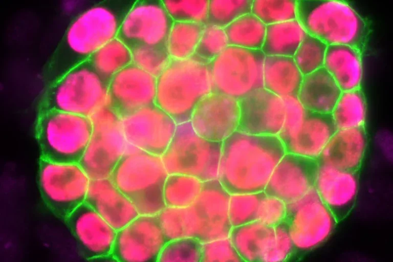 Stem Cell in green and pink 