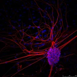 Stem Cell photo in purple, red, and blue