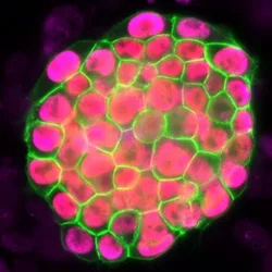 Stem Cell in green and pink 