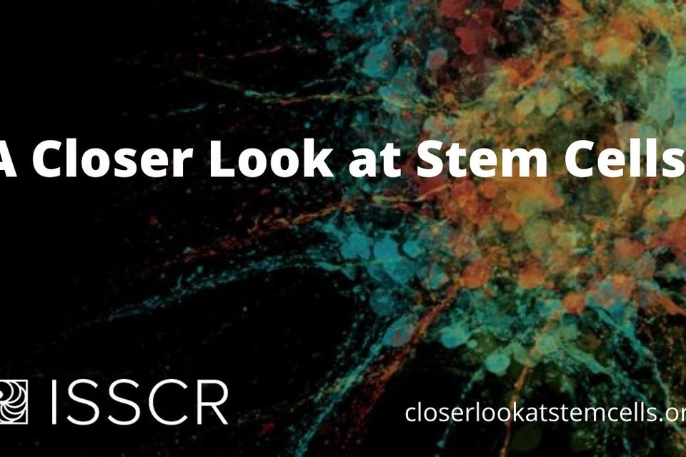 A closer look at stem cells